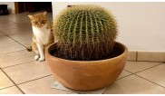 Un Cactus e il suo amico Gatto